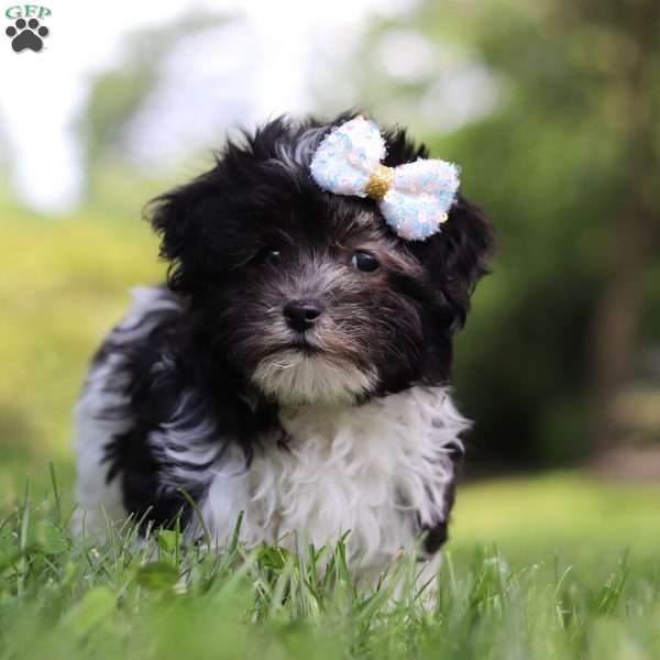 Kiara, Havanese Puppy